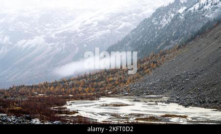 Forêt de mélèze d'automne à Val Morteratsch, glacier de Morteratsch, Engadine, Grisons, Suisse, Europe Banque D'Images