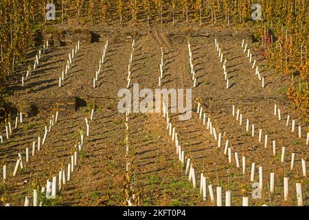 Vignobles en automne, vallée de l'Ahr, vin rouge du Pinot Noir et raisin portugais est cultivé ici, région viticole rouge, Eifel, Rhénanie-Palatinat, Banque D'Images