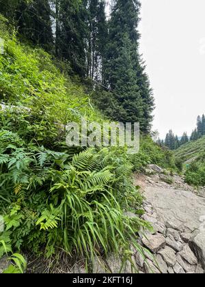 buissons de fern dans une zone montagneuse par une journée d'été Banque D'Images