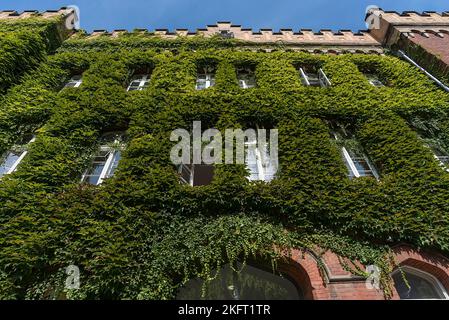 Façade de la cour de district surcultivée avec le super-réducteur de virginie sauvage (Parthenocissus quinquefolia), Lüneburg, Basse-Saxe, Allemagne, Europe Banque D'Images