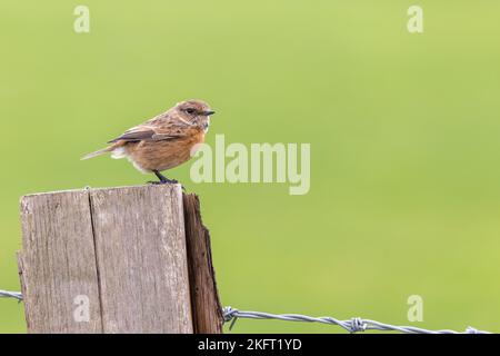 Femelle Stonechat [ Saxicola rubicola ] perchée sur un poste de clôture avec un fond vert propre et hors foyer Banque D'Images