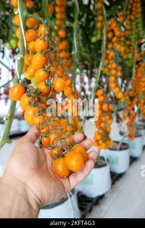 Une main tenant de petites tomates jaunes cerise en serre Banque D'Images