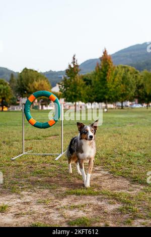 Border Collie blanche et noire, située sur un sol herbacé dans une zone rurale, tout en regardant de près en été Banque D'Images