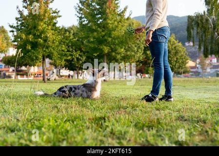 Vue latérale du propriétaire anonyme à la recherche d'un chien pendant le jeu avec balle en plastique dans la campagne herbeuse d'été Banque D'Images