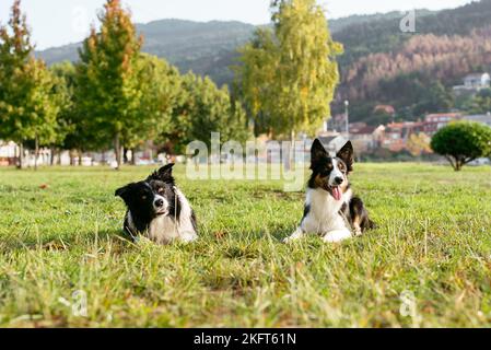 Deux chiens Border Collie regardant la caméra tout en étant allongé sur de l'herbe verte le jour ensoleillé dans la campagne Banque D'Images