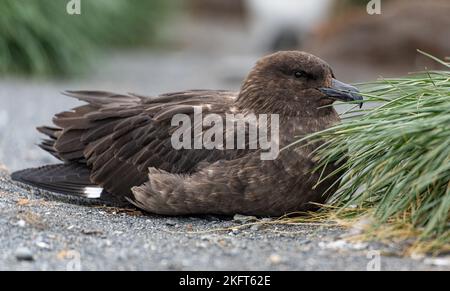 Brun subantarctique skua (Catharacta lonnbergi) assis au sol en Géorgie du Sud Banque D'Images