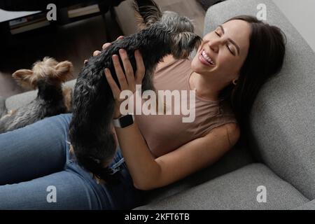 De dessus de rire jeune brunette couché sur un canapé gris et jouant avec les chiens du Yorkshire Terrier mignon à la maison Banque D'Images