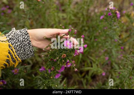 Croissent des femelles anonymes en vêtements chauds touchant des fleurs roses en fleurs dans le jardin pendant la journée Banque D'Images