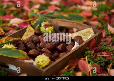 De dessus pile de châtaignes fraîches sur plateau en bois près des feuilles sèches sur le sol en forêt d'automne Banque D'Images