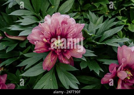 Depuis le haut du Bush de pivoine luxuriant avec des fleurs roses fraîches et des feuilles vertes qui poussent dans le jardin Banque D'Images