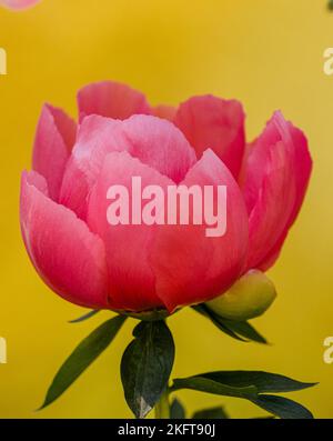 Gros plan fleur de pivoine fraîche avec pétales rose vif sur fond jaune Banque D'Images