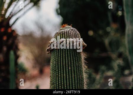 Gros plan de cactus vert épineux poussant dans le jardin parmi diverses plantes floues le jour de l'automne couvert Banque D'Images