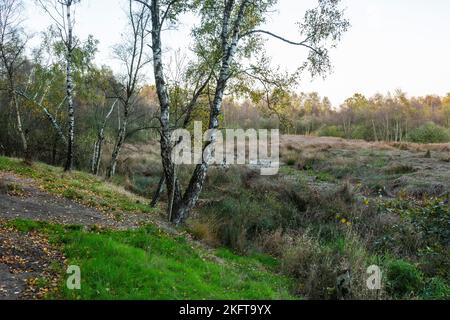 Allemagne, Vreden, Berkel, Westmuensterland, Muensterland, Westphalie, Rhénanie-du-Nord-Westphalie, NRW, Vreden-Zwillbrock, Zwillbrock Fens, surgit d'une colline amarre, zone de conservation de la nature, paysage, birches, herbes, ambiance du soir Banque D'Images