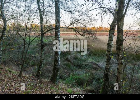 Allemagne, Vreden, Berkel, Westmuensterland, Muensterland, Westphalie, Rhénanie-du-Nord-Westphalie, NRW, Vreden-Zwillbrock, Zwillbrock Fens, surgit d'une colline amarre, zone de conservation de la nature, paysage, birches, herbes, ambiance du soir Banque D'Images