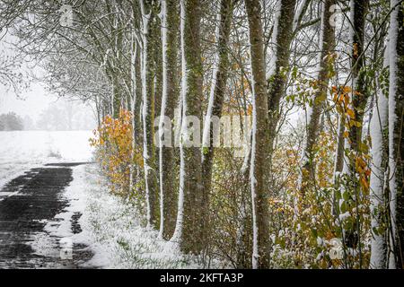 Une route de campagne bordée d'arbres enneigés par une journée hivernale glacielle Banque D'Images