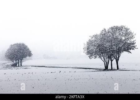 la neige couvrait les arbres dans un champ d'herbe avec des pigeons au sol et des flocons de neige dans l'air avec un ciel gris. Banque D'Images