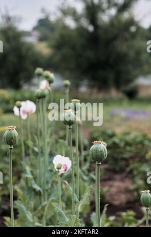 Photo verticale. Le pavot à tête verte pousse dans le jardin. Coquelicot endormi. Banque D'Images