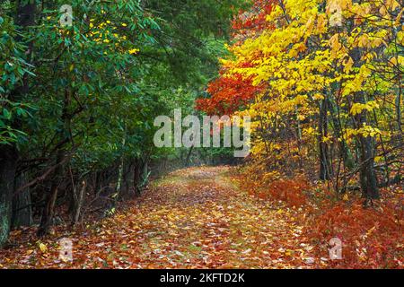 Une route boisée en automne au parc national de High point, dans le New Jersey Banque D'Images