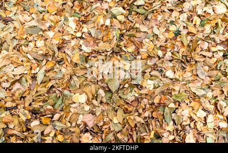 Au sol se trouve le tapis de feuilles multicolores d'arbres de différentes espèces. L'automne est arrivé, l'hiver vient. Banque D'Images