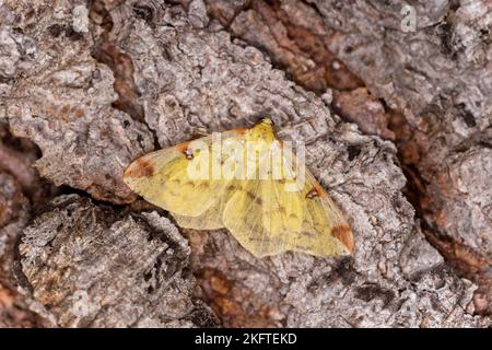 Opisthograptis luteolata, Ovronnaz, Valais, Suisse Banque D'Images