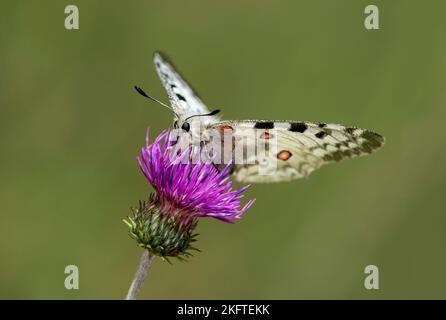 Apollon de montagne (Parnassius apollo) se nourrissant d'une fleur de chardon, vallée de Laggintal, Valais, Suisse Banque D'Images