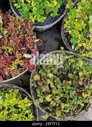 Variété de feuilles. Collection de plantes. Vue de dessus. Pour l'arrière-plan. Banque D'Images