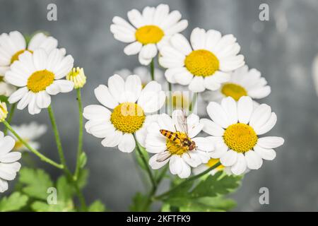 Gros plan macro d'un aéroglisseur assis sur la fleur d'une fleur jaune avec des feuilles blanches au soleil, Allemagne Banque D'Images