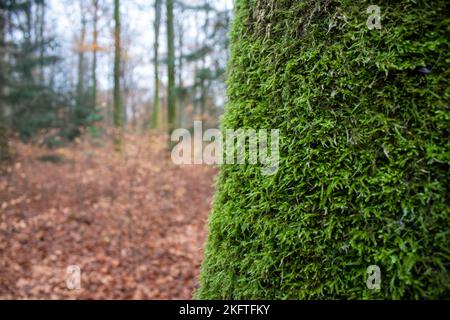 Tronc d'arbre avec mousse. Gros plan. Banque D'Images