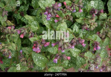 Fleurs printanières et feuilles tachetées du lungwort ou pulmonaria saccharata Banque D'Images