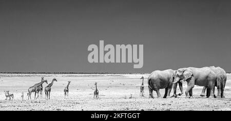 Panorama des éléphants d'Afrique et de la girafe sur les vastes plaines d'Etosha en noir et blanc Banque D'Images