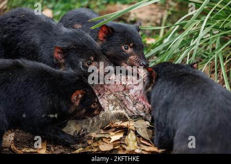 Parc animalier de Trowunna à Mole Creek, Tasmanie Banque D'Images