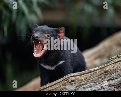 Parc animalier de Trowunna à Mole Creek, Tasmanie Banque D'Images