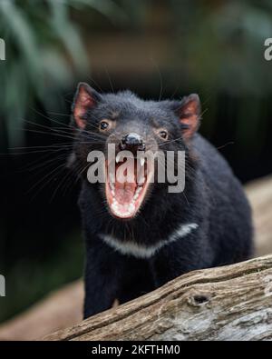 Parc animalier de Trowunna à Mole Creek, Tasmanie Banque D'Images