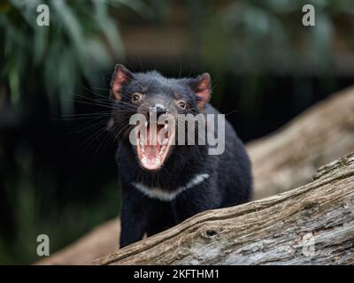 Parc animalier de Trowunna à Mole Creek, Tasmanie Banque D'Images