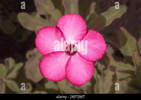 Vue de dessus d'une rose du désert magenta et blanc Adenium obesum fleur au-dessus du feuillage vert foncé flou Banque D'Images