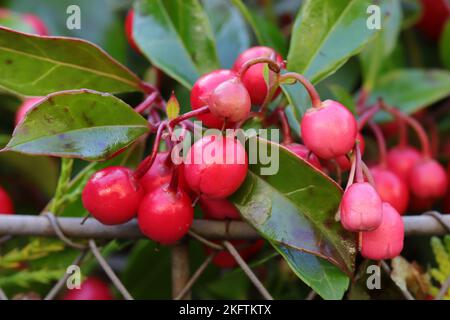 Gros plan des beaux fruits rouges de Gaultheria procumbens dans un panier en fil de fer, vue latérale Banque D'Images