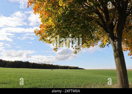 Photo grand angle d'un paysage surplombant un champ vert, une forêt sombre en arrière-plan et un arbre de couleur automnale au premier plan, espace de copie Banque D'Images