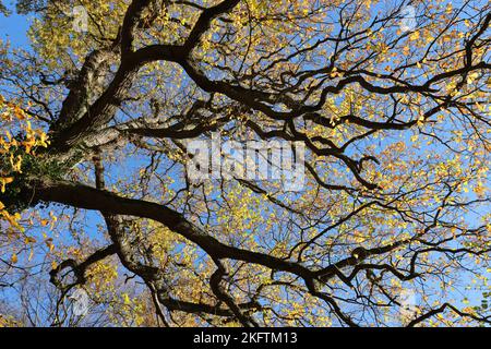 Vue d'en dessous dans les branches bizarrose d'un vieux chêne avec la couleur jaune doré d'automne contre un ciel bleu Banque D'Images