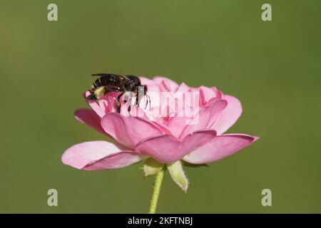 Gros plan de l'abeille Macropolis europaea, famille Melittidae sur une fleur de la rose de la fée (rosa la fée), famille Rosaceae. Été, juillet, jardin hollandais. Banque D'Images