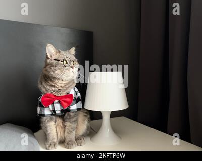 Un chat écossais gris à oreilles droites avec des lunettes, une chemise noire blanche et une cravate rouge aux vacances ressemble à un patron. Animaux de compagnie dans un appartement moderne et confortable Banque D'Images