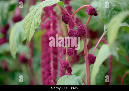 Amaranthus caudatus. Plantes mauves rouges décoratives inhabituelles dans le jardin. De longues glands de fleurs de queue de cheval cramoisi pendent Banque D'Images