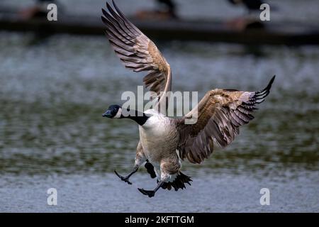 Une Bernache du Canada (Branta canadensis) arrivant sur un lac dans le Kent, en Angleterre. Banque D'Images