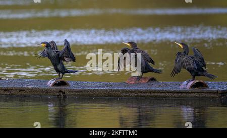 Les cormorans (Phalacrocorax carbo) sèchent leurs ailes sur un ponton au milieu d'un lac dans le Kent, en Angleterre. Banque D'Images