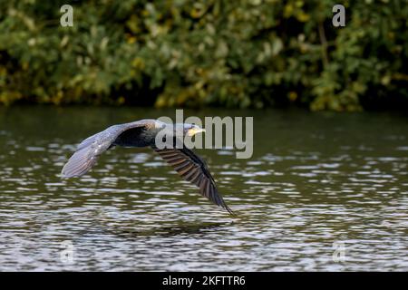 Un grand cormoran noir (phalacrocorax carbo) vole au-dessus d'un lac dans le Kent Banque D'Images