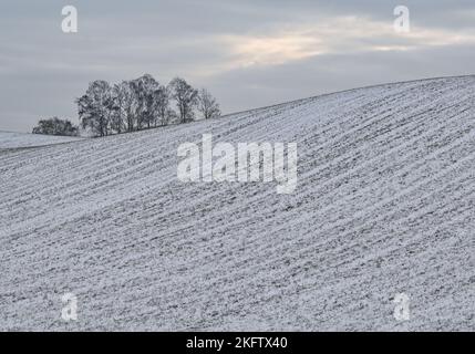 Libbenichen, Allemagne. 19th novembre 2022. La neige se trouve sur les collines au bord de l'Oderbruch. La nuit dernière, il avait neigé dans certaines régions du Brandebourg. Credit: Patrick Pleul/dpa/Alay Live News Banque D'Images