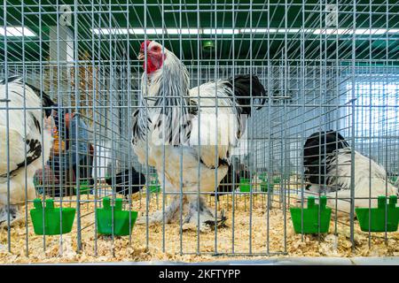 Brahma de la Colombie-lumière, Gallus gallus F. domestica 'brahma de la Colombie-lumière' à l'exposition nationale des animaux d'élevage élevage élevage 2022 à Lysa Banque D'Images