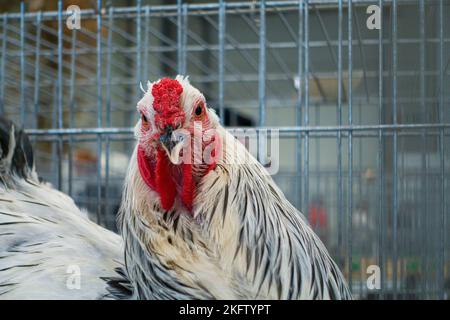 Brahma de la Colombie-lumière, Gallus gallus F. domestica 'brahma de la Colombie-lumière' à l'exposition nationale des animaux d'élevage élevage élevage 2022 à Lysa Banque D'Images