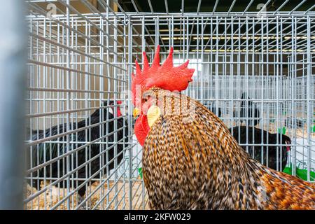 Leghorns, Gallus gallus F. domestica à l'exposition nationale des animaux d'élevage élevage 2022 à Lysa nad Labem, région de Bohême centrale, cz Banque D'Images