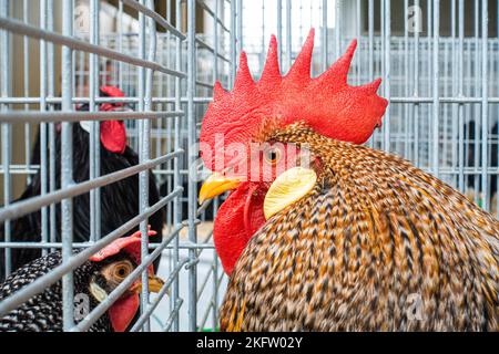 Leghorns, Gallus gallus F. domestica à l'exposition nationale des animaux d'élevage élevage 2022 à Lysa nad Labem, région de Bohême centrale, cz Banque D'Images