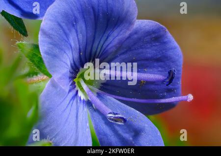 petite fleur de veronica bleue rampante Banque D'Images